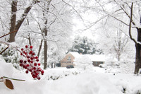 Snow 2010