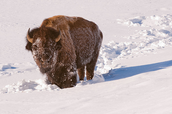 Bison in the Snow