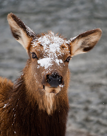 ElK Portrait in the Snow