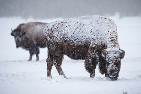 Bison in the Snow #2