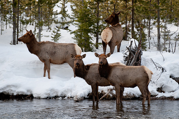 Elk Family