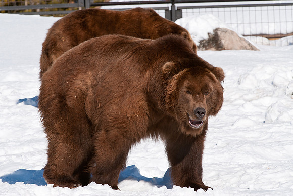 Grizzly Pair