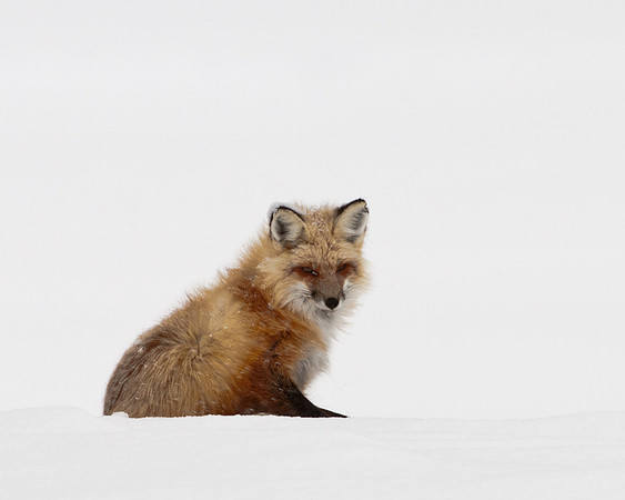 Yellowstone Fox