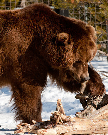 Grizzly Portrait