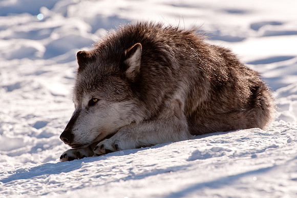 Wolf in Repose