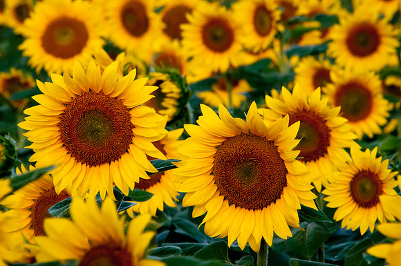 Sunflowers #3