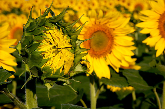 Sunflowers #4