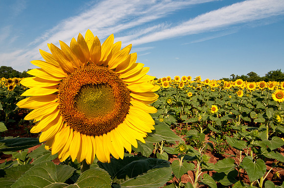 Sunflowers #1