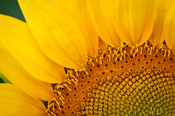 Sunflowers #6