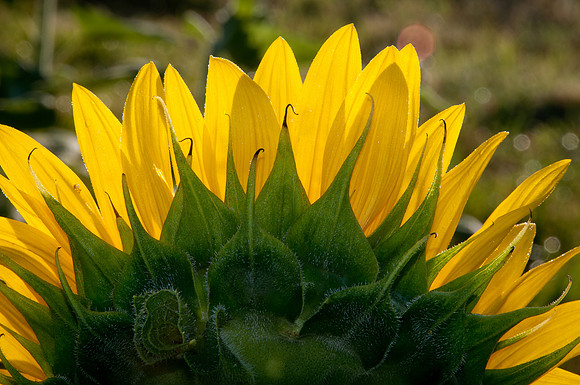 Sunflowers #7