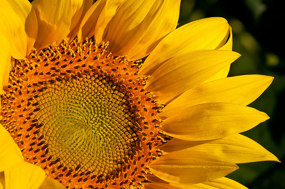 Sunflowers #8