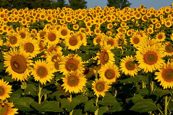 Sunflowers #2