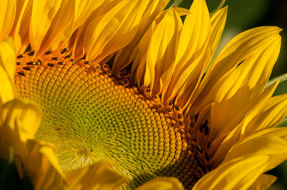 Sunflowers #9